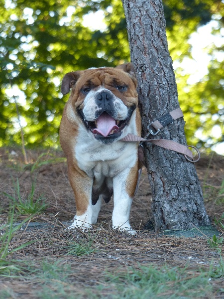 Isidea of bulldog for ever